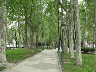 Árboles en el Paseo del Prado