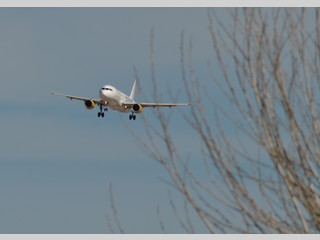 Avión tras las ramas secas