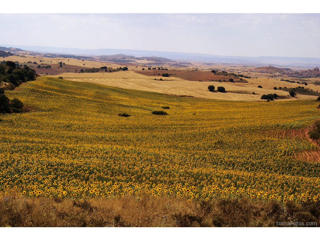 Campo de girasoles