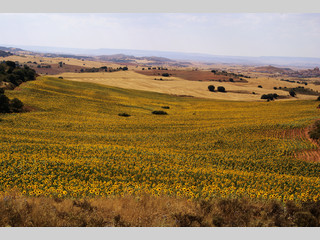 Campo de girasoles