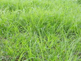Césped que crece silvestre
