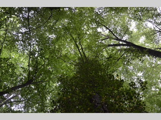 Cotrapicado del bosque