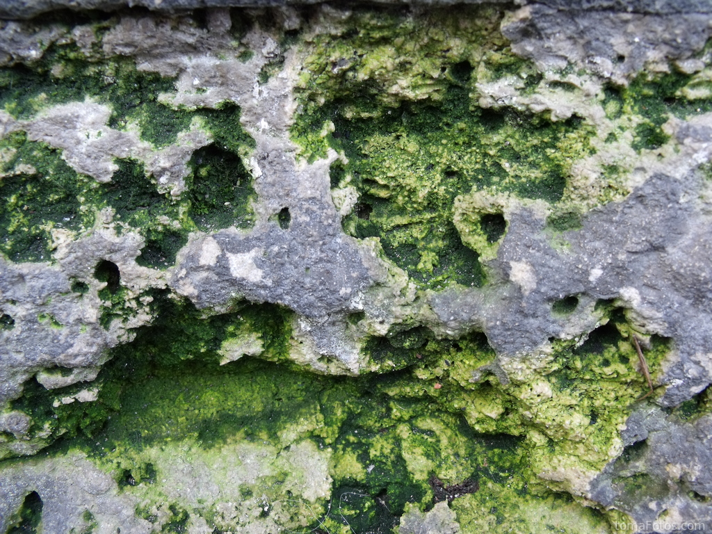 Detalle ampliado de una piedra con musgo