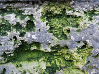 Detalle ampliado de una piedra con musgo