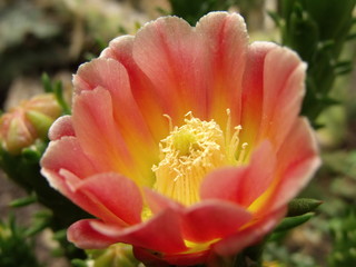 Flor amarilla y roja de un cactus