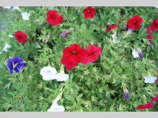 Flores rojas, blancas y azules