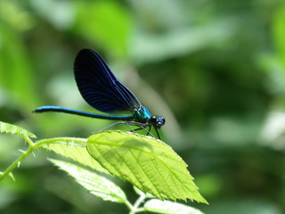 Libélula azul metalizado vigilando su territorio