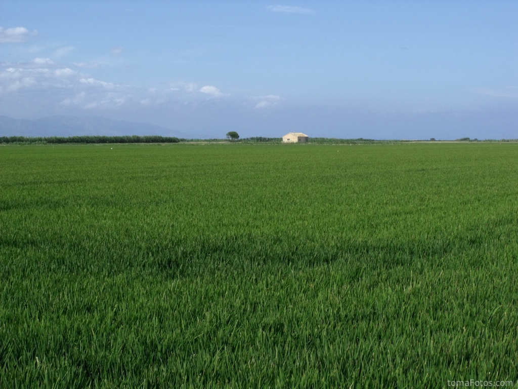 Las llanuras de una plantación de arroz