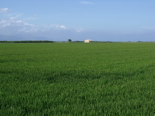 Las llanuras de una plantación de arroz