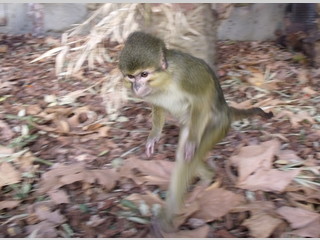 Un mono talapoin a la carrera