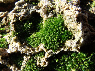 Musgo en una roca porosa
