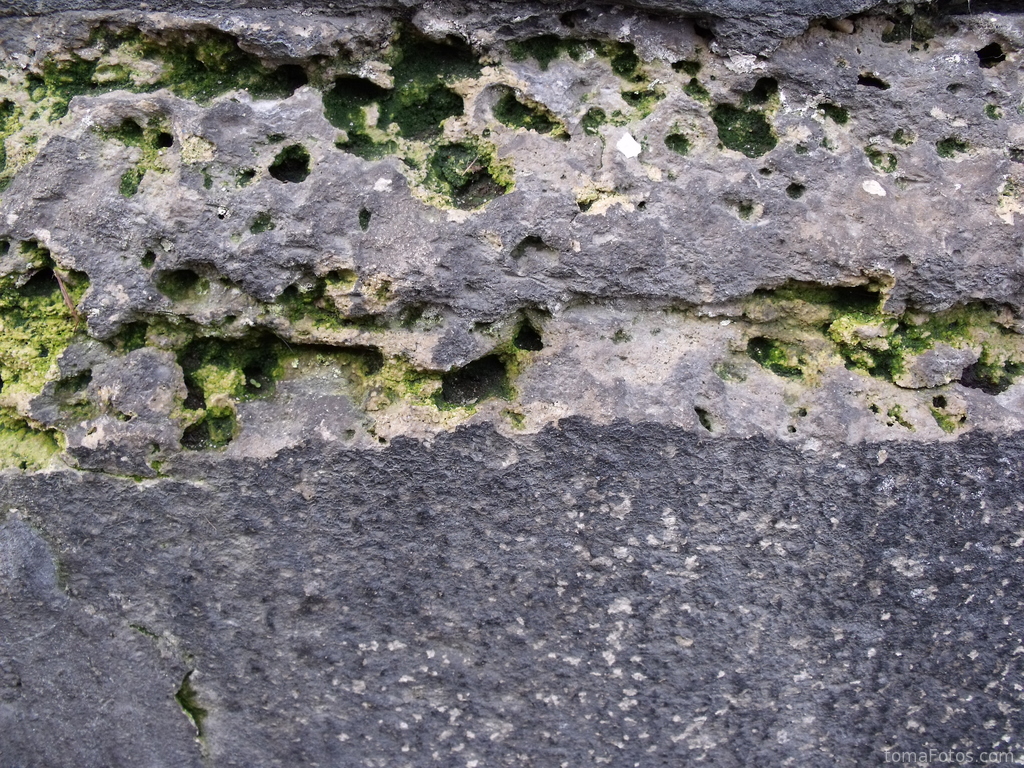 Musgo verde incrustado en la piedra