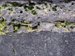 Musgo verde incrustado en la piedra