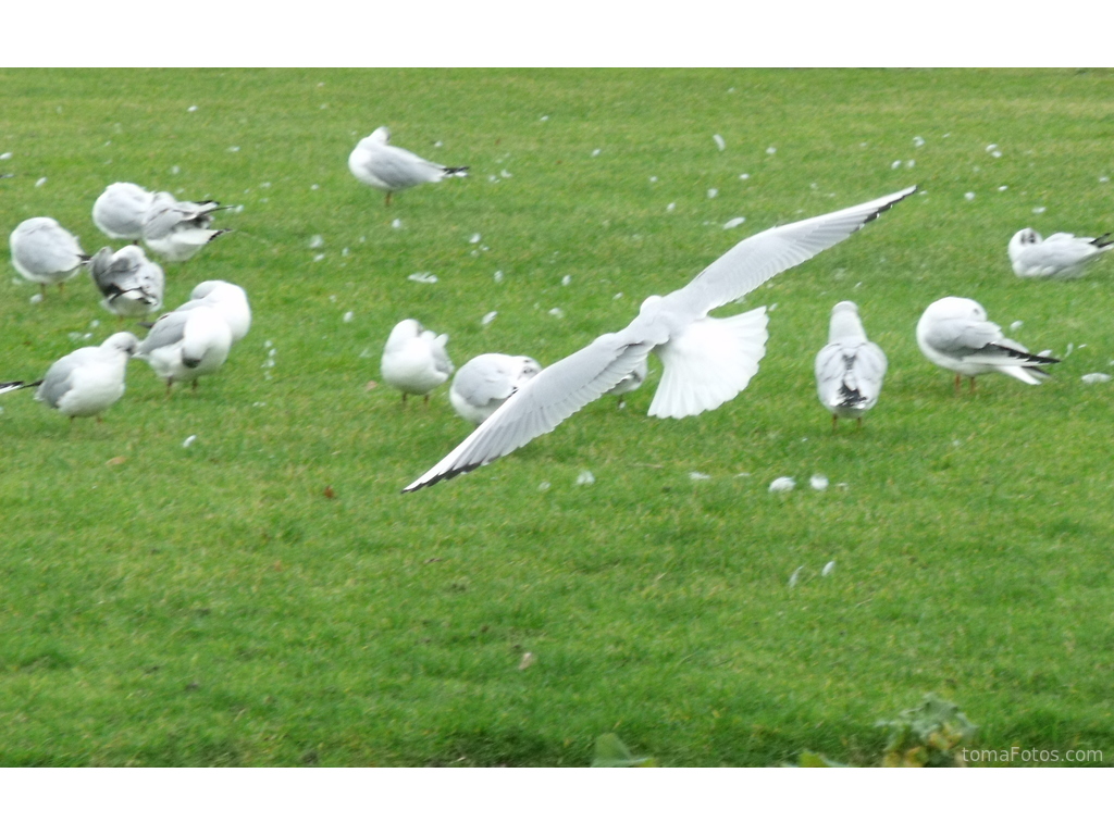 Pájaro en vuelo rasante