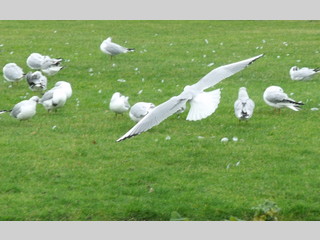 Pájaro en vuelo rasante
