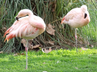Pájaros de color rosa durmiendo