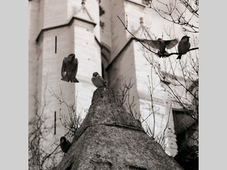 Pájaros posando y volando