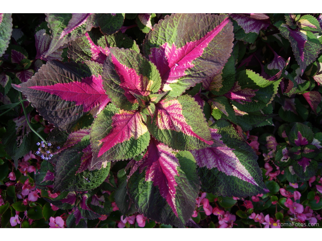 Planta de hojas verdes, fucsias y moradas