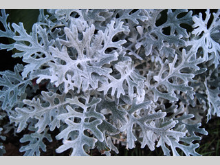 Textura de las hojas de una planta