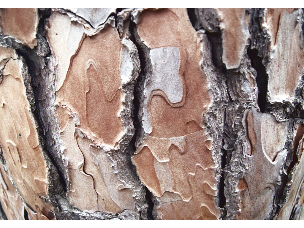 Textura rugosa