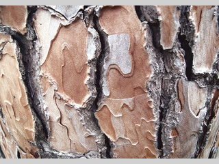 Textura rugosa