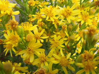 Un grupo de flores amarillas
