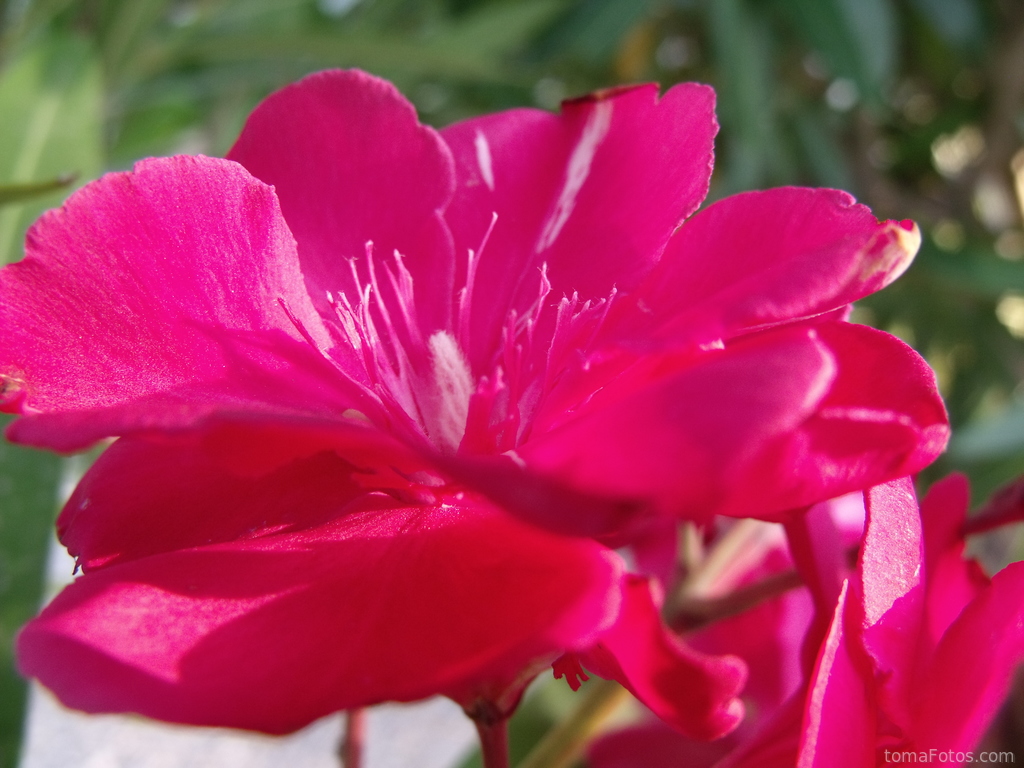 Una flor fucsia de cerca