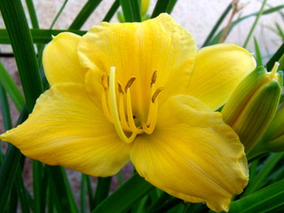 Una gran flor amarilla