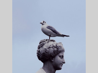 Un pájaro sobre una cabeza
