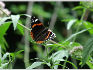 Vulcana o Vanessa atalanta